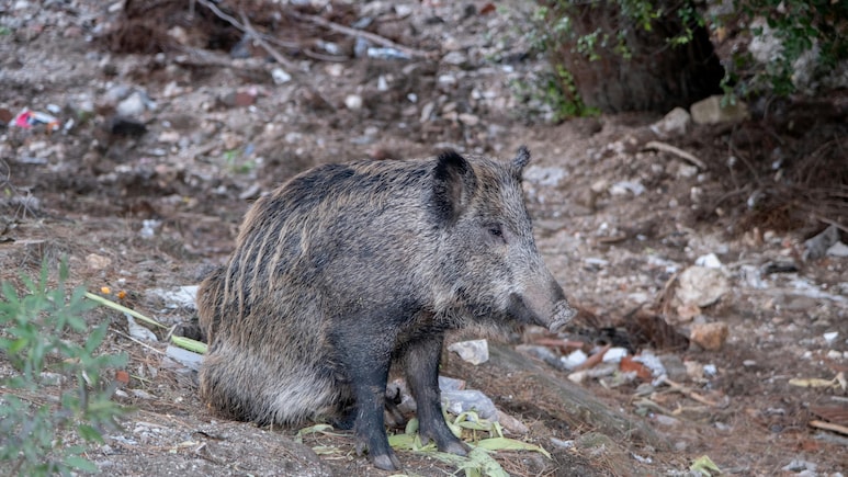 Scientists Reveal How Radioactive Pig-Boar Hybrids Are Surviving In Fukushima