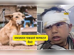 Shocking news: भटक्या कुत्र्यानं 4 वर्षाच्या मुलाला जबड्यात पकडलं, 100 मिटर फरफटत नेलं, पुढे जे घडलं ते ऐकून...