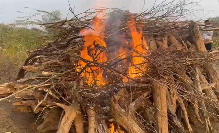 ST-28 बाघिन का अंतिम संस्कार