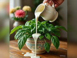 पौधे में छाछ डालने से क्या होता है? वजह जान आज से ही करने लगेंगे इस्तेमाल