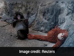 Rejected By Its Own Mother? Possible Explanations In Punch The Monkey's Case