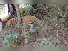 एमपी में फिर दो टाइगर की मौत! खेत में करंट लगने से गई जान, शव मिलने से मचा हड़कंप