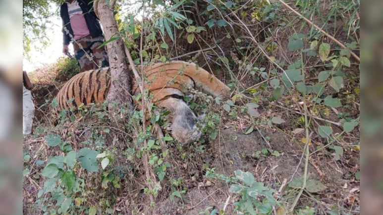 एमपी में फिर दो टाइगर की मौत! खेत में करंट लगने से गई जान, शव मिलने से मचा हड़कंप