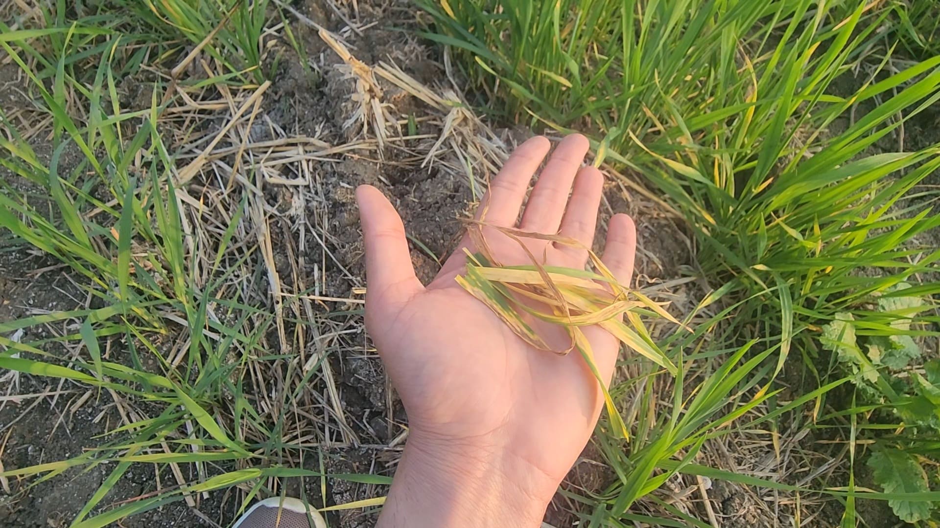 Farmer Suicides: फसल का हाल