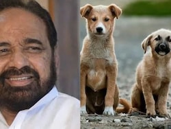 MLA Says Stray Dogs Should Be Wiped Out At Madhya Pradesh Budget Session