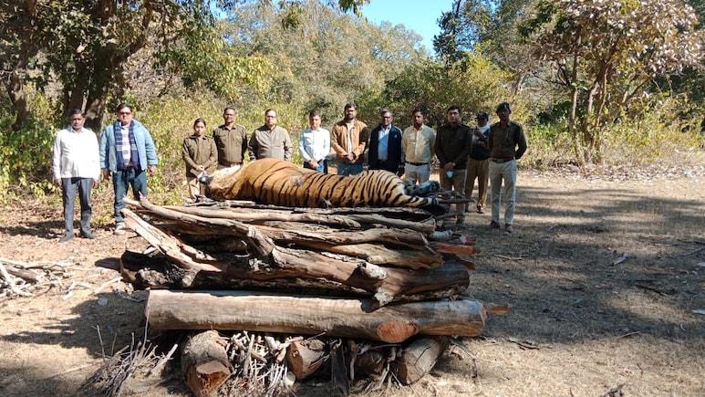 MP में सोलर फेंसिंग बन रही &lsquo;टाइगर डेथ ट्रैप&rsquo;? तीन माह में 8 बाघों की मौत, 3 की करंट लगने से