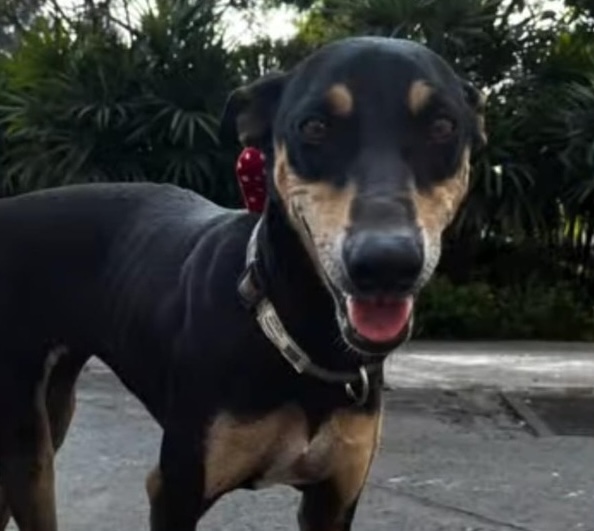 Luxury Hotel Taj Bengal Has A Special Four-Legged Friend To Welcome Guests