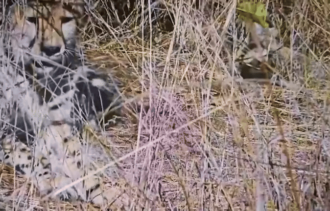 VIDEO: कुनो में बढ़ा चीतों का कुनबा, मादा चीता आशा ने पांच शावकों को दिया जन्म&nbsp;