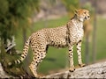 Cheetah Project: मादा की मौत के बाद कितनी रह गई भारत में चीतों की संख्या? एक महीने में 4 शावक पहले ही खो चुके हैं जान