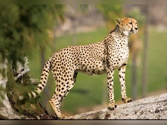 Kuno National Park Cheetah: MP के कूनो में बोत्सवाना से आ रहे 8 चीते; IAF की स्पेशल उड़ान, अब भारत में 46 चीते