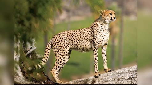 Kuno National Park Cheetah: MP के कूनो में बोत्सवाना से आ रहे 8 चीते; IAF की स्पेशल उड़ान, अब भारत में 46 चीते