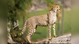 Cheetah Project: मादा की मौत के बाद कितनी रह गई भारत में चीतों की संख्या? एक महीने में 4 शावक पहले ही खो चुके हैं जान
