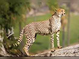 Cheetah Project: मादा की मौत के बाद कितनी रह गई भारत में चीतों की संख्या? एक महीने में 4 शावक पहले ही खो चुके हैं जान