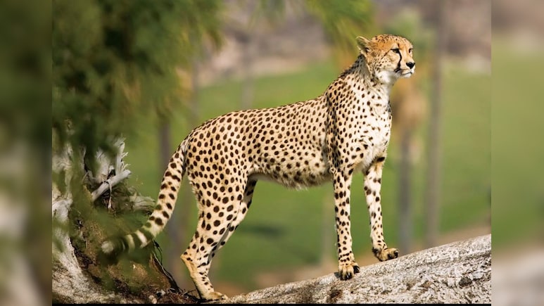 Cheetah Project: मादा की मौत के बाद कितनी रह गई भारत में चीतों की संख्या? एक महीने में 4 शावक पहले ही खो चुके हैं जान