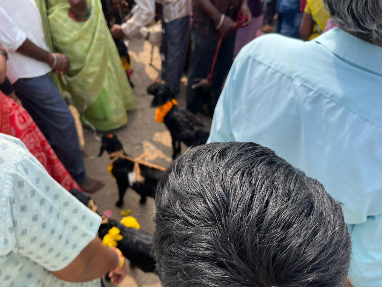 Dozens Of Goats Bitten On Neck By Men, Bleed Out In Telangana Sacrifice