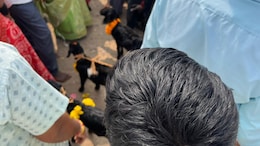 Dozens Of Goats Bitten On Neck By Men, Bleed Out In Telangana Sacrifice