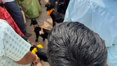 Dozens Of Goats Bitten On Neck By Men, Bleed Out In Telangana Sacrifice