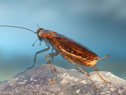 Valentine's Day पर अनोखा बदला, कॉकरोच को दें Ex का नाम और फिर खुद जानवर को खिलाएं