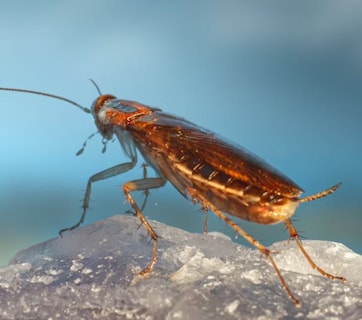 Valentine's Day पर अनोखा बदला, कॉकरोच को दें Ex का नाम और फिर खुद जानवर को खिलाएं