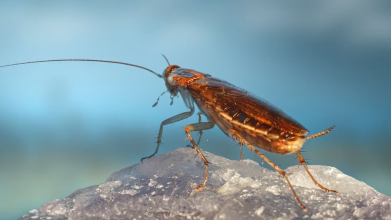 Valentine's Day पर अनोखा बदला, कॉकरोच को दें Ex का नाम और फिर खुद जानवर को खिलाएं