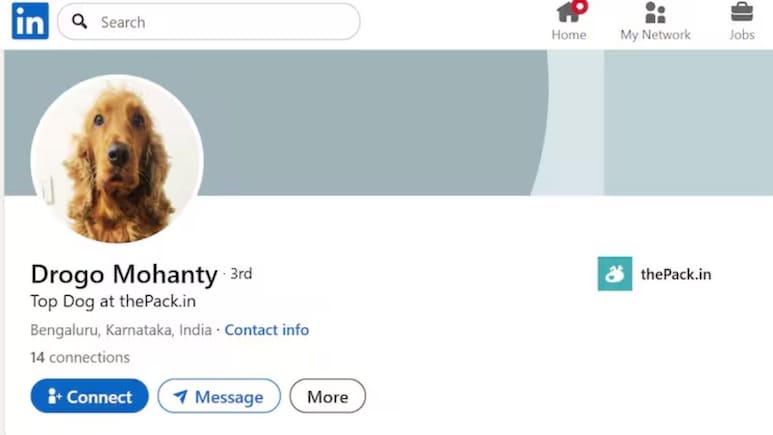 लिंक्डइन पर बना कुत्ते का अकाउंट, लोगों को आया इतना पसंद, लाइक्स और कमेंट्स की हो गई भरमार
