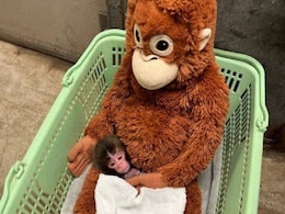 बंदर के बच्चे ने बेजान खिलौने को ही मान लिया परिवार, बिन मां की इस जान को देख इमोशनल हुआ सोशल मीडिया