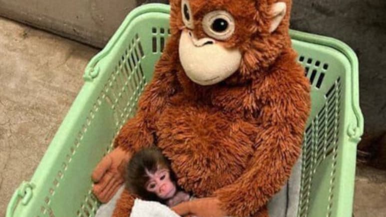 बंदर के बच्चे ने बेजान खिलौने को ही मान लिया परिवार, बिन मां की इस जान को देख इमोशनल हुआ सोशल मीडिया