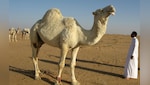 अब ऊंटों के पास भी होगा पासपोर्ट! वजह चौंकाने वाली है...आखिर इस नए फैसले की क्या है वजह?