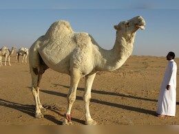 अब ऊंटों के पास भी होगा पासपोर्ट! वजह चौंकाने वाली है...आखिर इस नए फैसले की क्या है वजह?