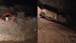 Rajasthan: आधी रात में शावक के साथ घूम रही मादा तेंदुआ, सड़क पर कार की रोशनी पड़ते ही राहगीर की अटकी सांसें; वीडियो वायरल