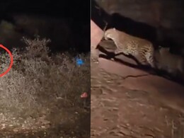 Rajasthan: आधी रात में शावक के साथ घूम रही मादा तेंदुआ, सड़क पर कार की रोशनी पड़ते ही राहगीर की अटकी सांसें; वीडियो वायरल