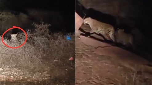 Rajasthan: आधी रात में शावक के साथ घूम रही मादा तेंदुआ, सड़क पर कार की रोशनी पड़ते ही राहगीर की अटकी सांसें; वीडियो वायरल
