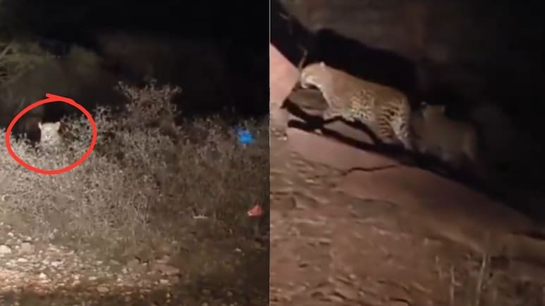 Rajasthan: आधी रात में शावक के साथ घूम रही मादा तेंदुआ, सड़क पर कार की रोशनी पड़ते ही राहगीर की अटकी सांसें; वीडियो वायरल