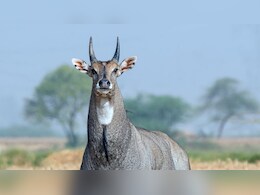 Rajasthan: किशनगढ़ में आधी रात में नीलगाय के अंगों को बेरहमी से काटा, अंधेरे का फायदा उठाकर तस्कर फरार