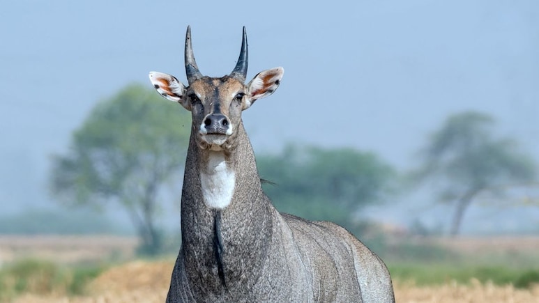 Rajasthan: किशनगढ़ में आधी रात में नीलगाय के अंगों को बेरहमी से काटा, अंधेरे का फायदा उठाकर तस्कर फरार
