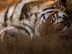 मां से बिछड़े ‘कान्हा’ के बाघ की मौत, 27 दिन पहले जंगल में छोड़ा, अब दुर्गावती रिजर्व के कोर एरिया में मिला शव