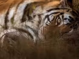 मां से बिछड़े &lsquo;कान्हा&rsquo; के बाघ की मौत, 27 दिन पहले जंगल में छोड़ा, अब दुर्गावती रिजर्व के कोर एरिया में मिला शव