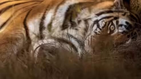 मां से बिछड़े &lsquo;कान्हा&rsquo; के बाघ की मौत, 27 दिन पहले जंगल में छोड़ा, अब दुर्गावती रिजर्व के कोर एरिया में मिला शव