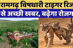 Ramgarh Vidhari Tiger Reserve में बढ़ रही Tigers की मौजूदगी | Rajasthan Top News | Latest News