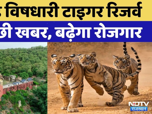 Ramgarh Vidhari Tiger Reserve में बढ़ रही Tigers की मौजूदगी | Rajasthan Top News | Latest News