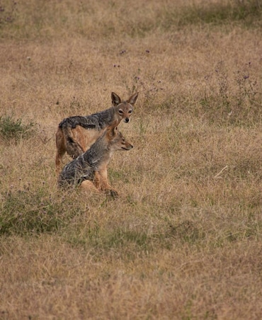 Jackal vs Fox: What's The Difference