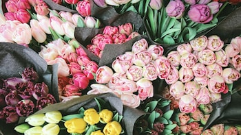 Valentine's Day Woes: Rising Exports Trigger Rose Shortage In Mumbai