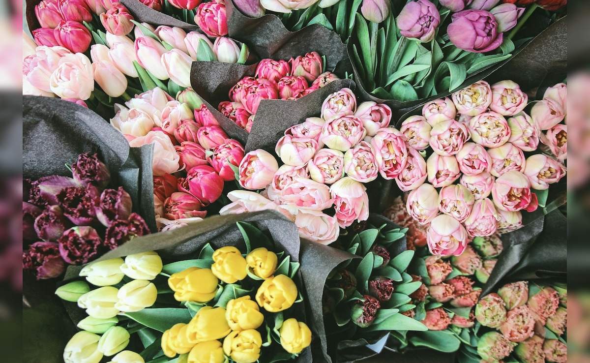 Kenya Flower Industry Loses $1.4 Million Weekly Due To US-Iran-Israel War