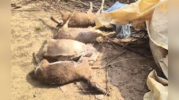 कोरिया में तेंदुए का आतंक! गांव में घुसकर 10 बकरियों का किया शिकार, दहशत का माहौल