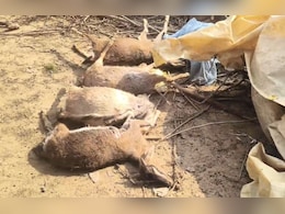 कोरिया में तेंदुए का आतंक! गांव में घुसकर 10 बकरियों का किया शिकार, दहशत का माहौल