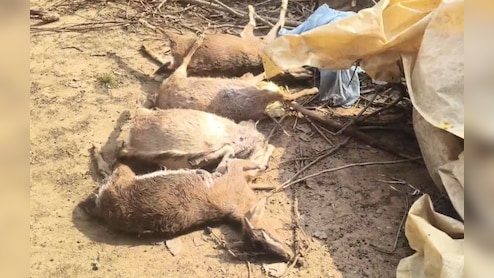 कोरिया में तेंदुए का आतंक! गांव में घुसकर 10 बकरियों का किया शिकार, दहशत का माहौल