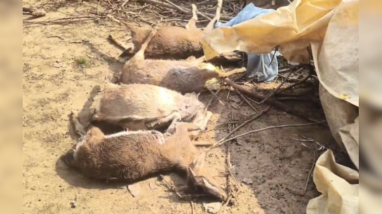 कोरिया में तेंदुए का आतंक! गांव में घुसकर 10 बकरियों का किया शिकार, दहशत का माहौल