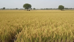 बेमौसम वर्षा से कटाई के बाद रखी फसल खराब होने पर मिल सकेगा बीमा क्लेम, रखी गई यह शर्त