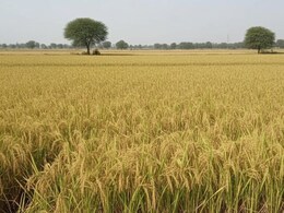 बेमौसम वर्षा से कटाई के बाद रखी फसल खराब होने पर मिल सकेगा बीमा क्लेम, रखी गई यह शर्त