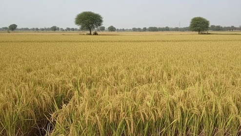 बेमौसम वर्षा से कटाई के बाद रखी फसल खराब होने पर मिल सकेगा बीमा क्लेम, रखी गई यह शर्त